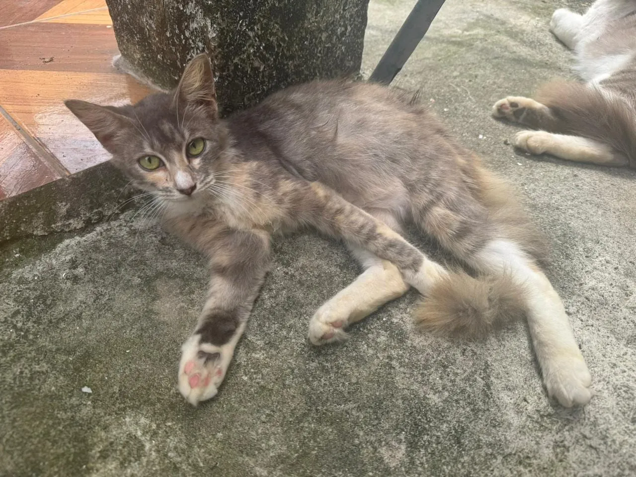 Jade, fêmea, jovem