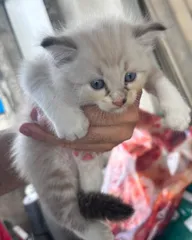Gigi