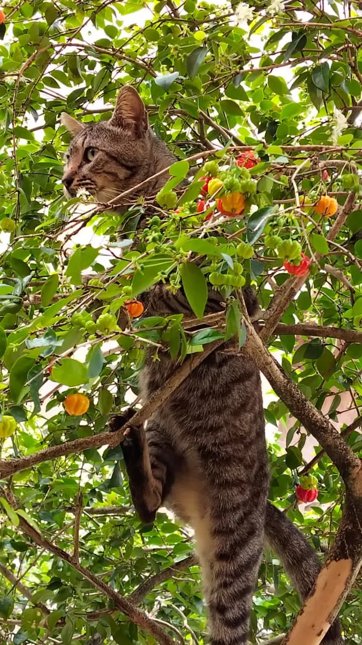 Tarzan, macho, adulto