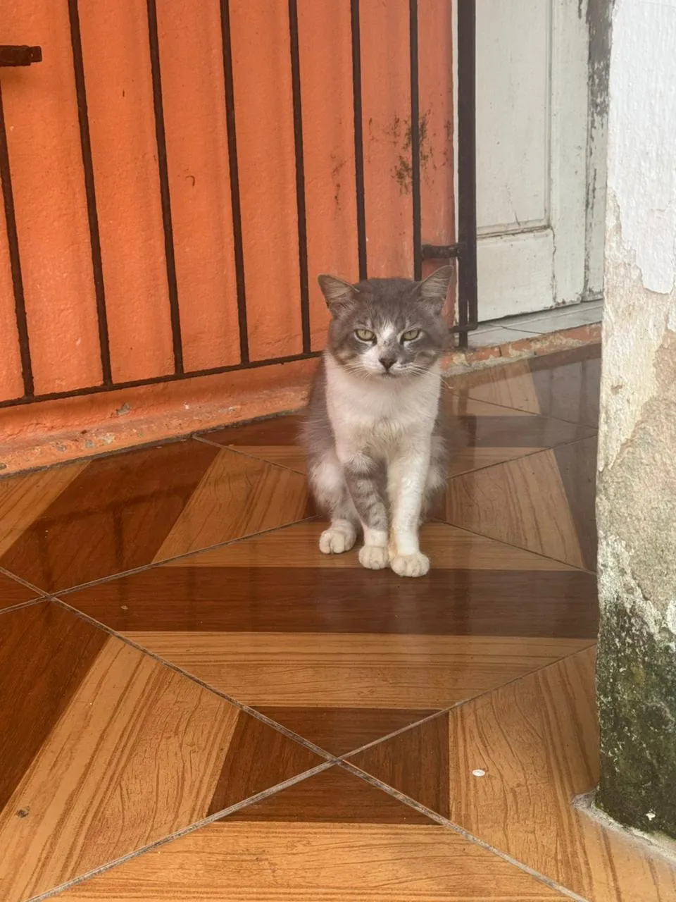Fumaça, sexo a confirmar, adulta
