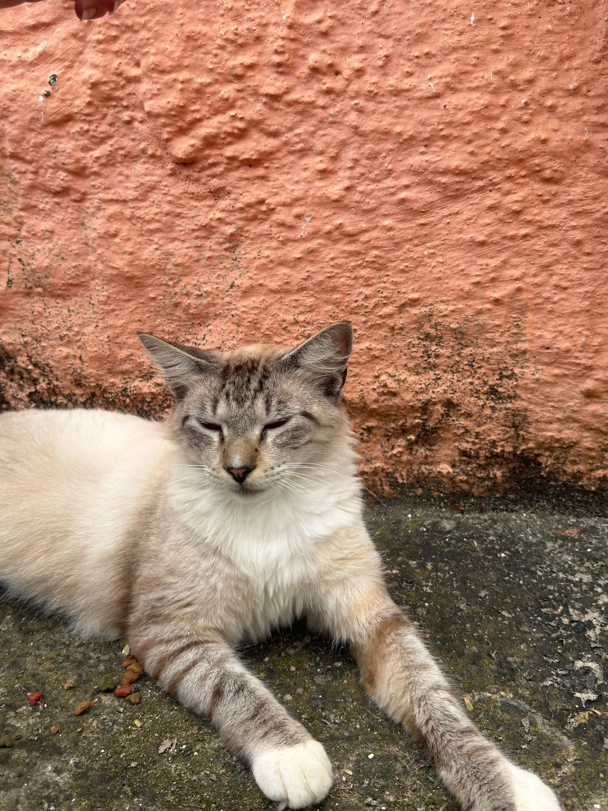 Algodão, macho, adulto — foto 2 de 4