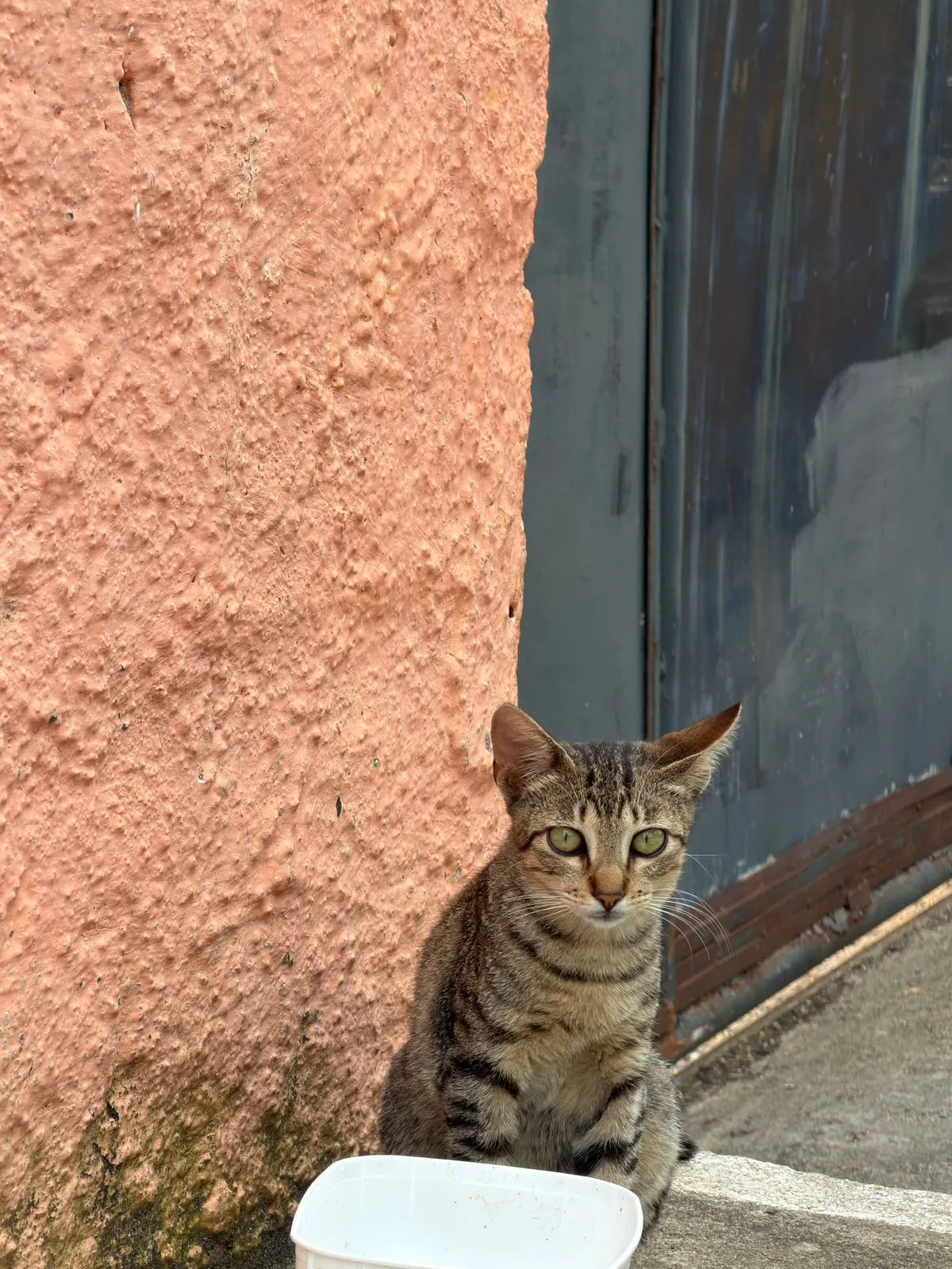 Canela, sexo a confirmar, jovem — foto 2 de 2