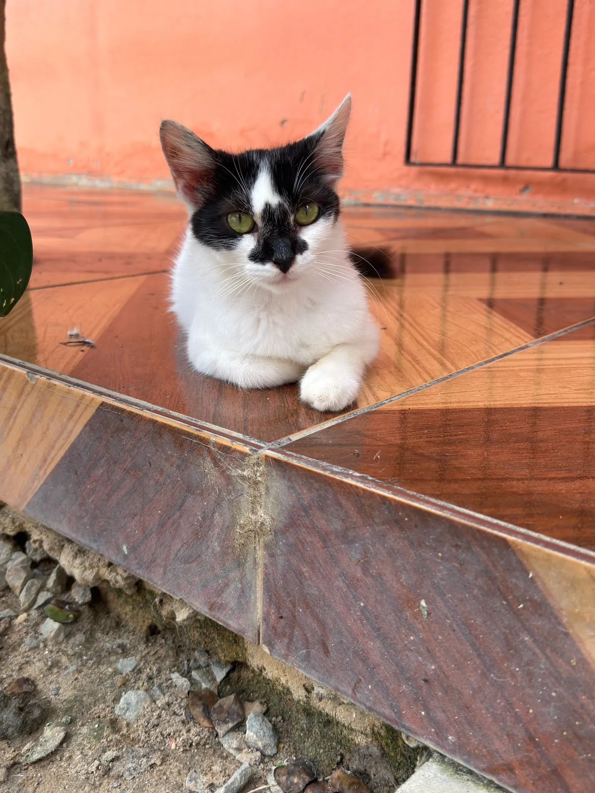 Lulu, fêmea, jovem — foto 2 de 3