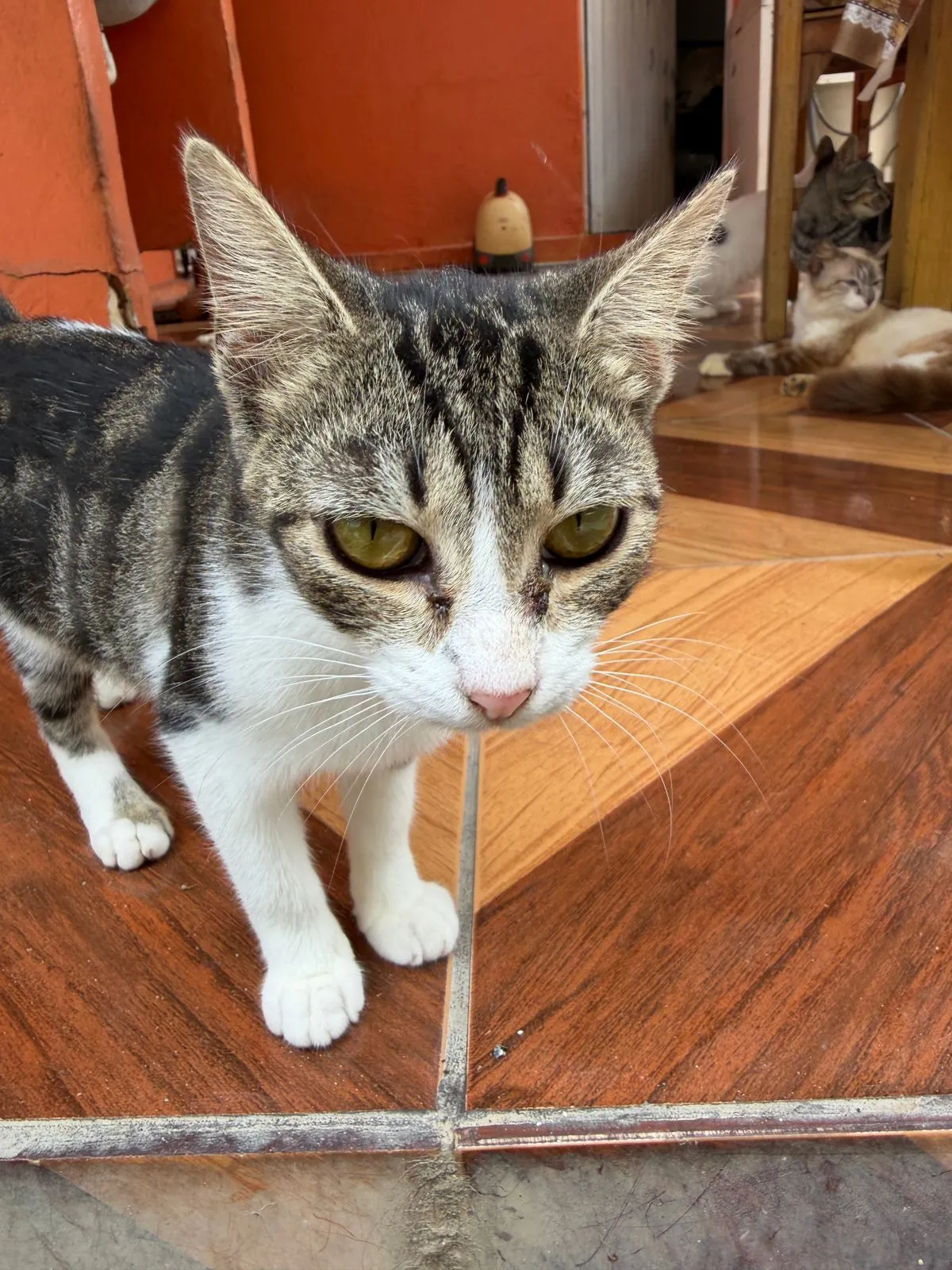 Bambu, sexo a confirmar, jovem — foto 2 de 2
