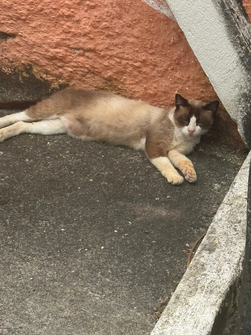 Nino, fêmea, adulta — foto 2 de 3