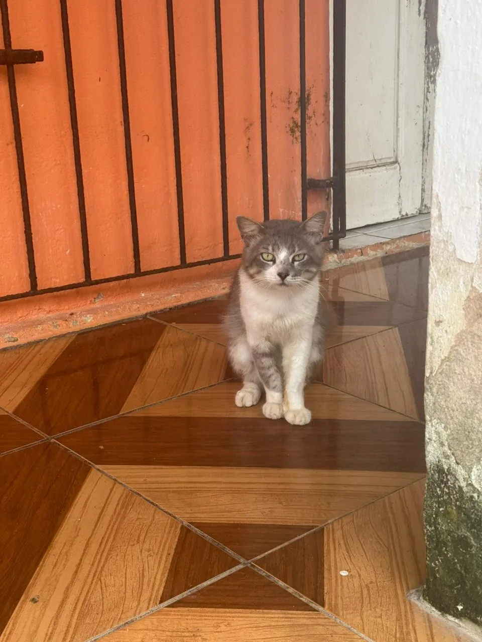 Fumaça, sexo a confirmar, adulto — foto 2 de 2