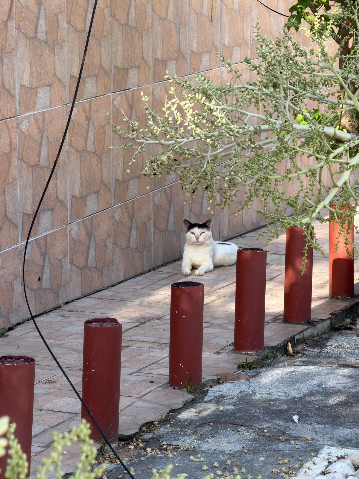 Leite, macho, adulto — foto 2 de 2