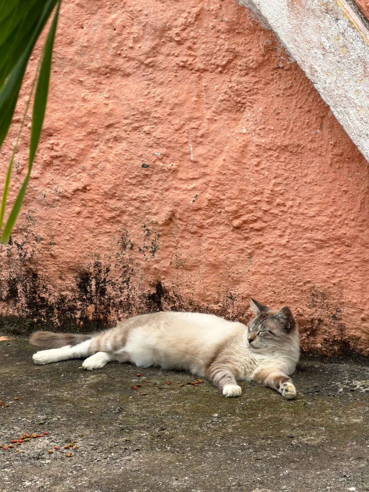 Algodão, macho, adulto — foto 3 de 4