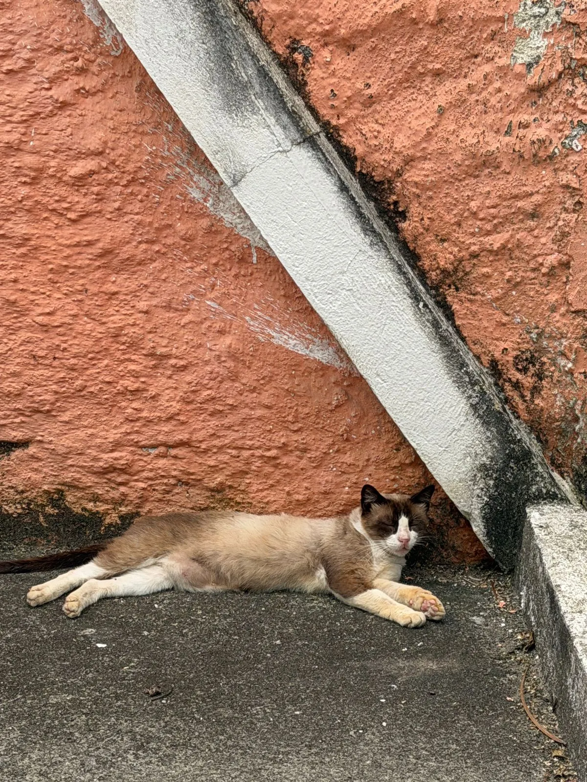 Nino, fêmea, adulta — foto 3 de 3