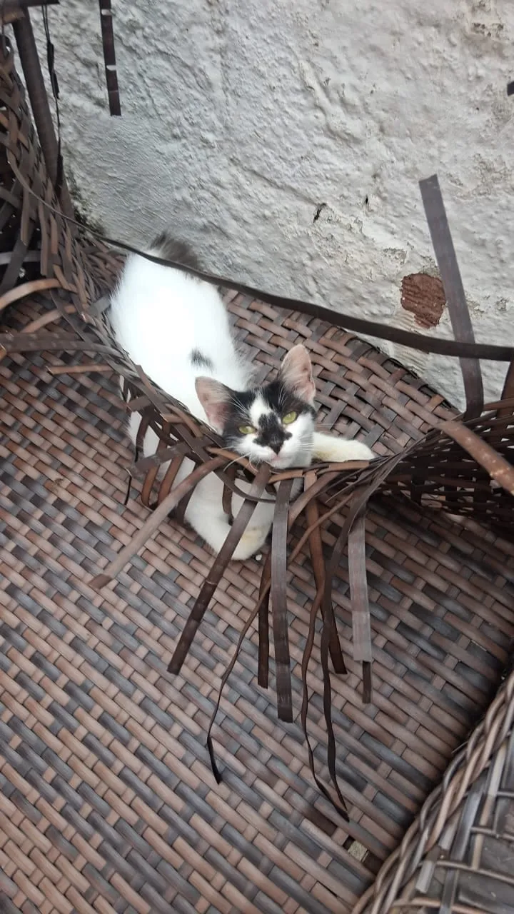 Lulu, fêmea, jovem — foto 3 de 3
