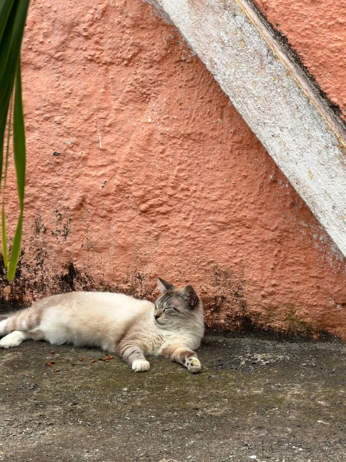 Algodão, macho, adulto — foto 4 de 4